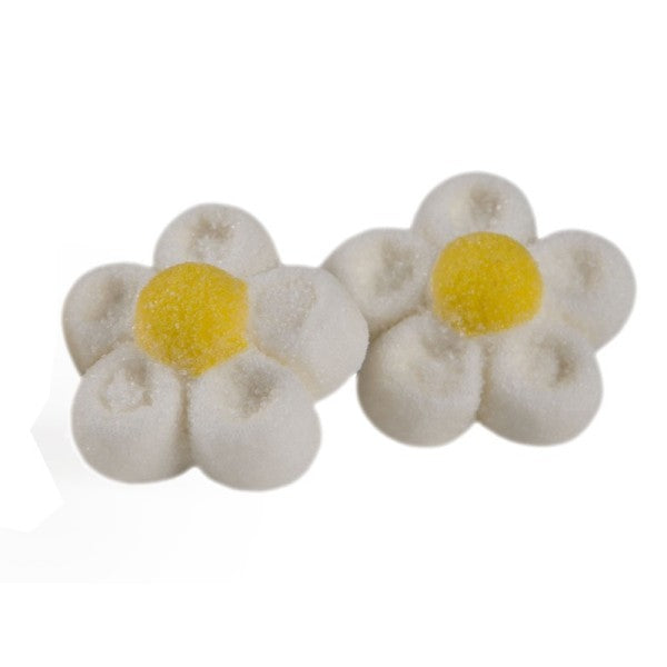 Margherite bianche (900gr)